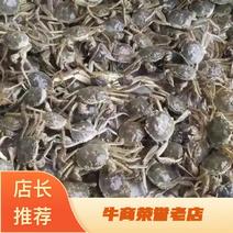 螃蟹/老头蟹一元蟹0.3~0.8全公香辣蟹原料电商团购