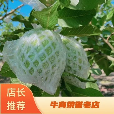 广东番石榴货源充足，质量保证，代办发往全国。