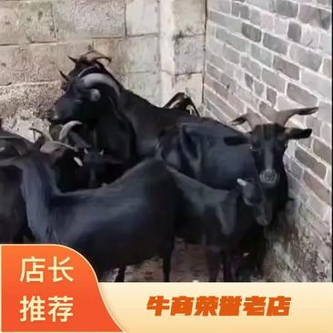 贵州黑黄山羊，烤全羊，养殖基地直发，一手货源，大量有货