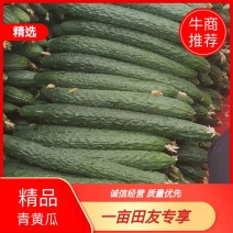 广东湛江带花黄瓜，质量保证，条形好，一手货源欢迎
