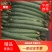 广东湛江带花黄瓜，质量保证，条形好，一手货源欢迎
