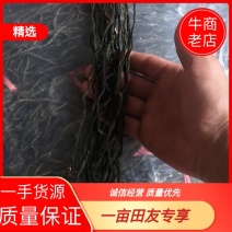 干豆角，基地直发，一手货源，大量上市中，欢迎采购