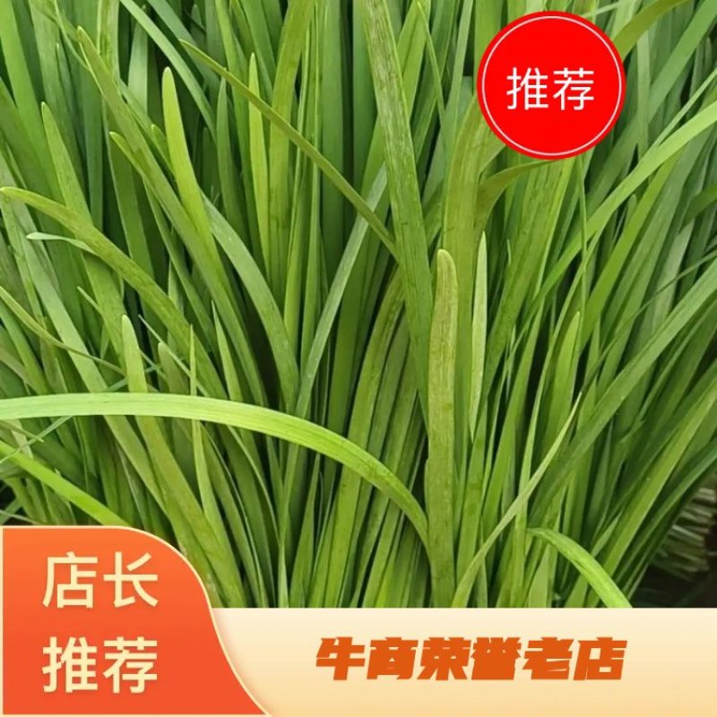 广东精品大叶韭菜大量上市对接市场商超，价格好
