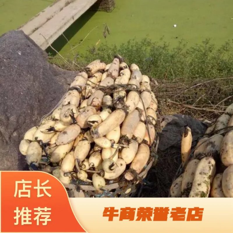 莲藕3735洪湖莲藕粉藕质量保证可视频在线观看欢迎咨询
