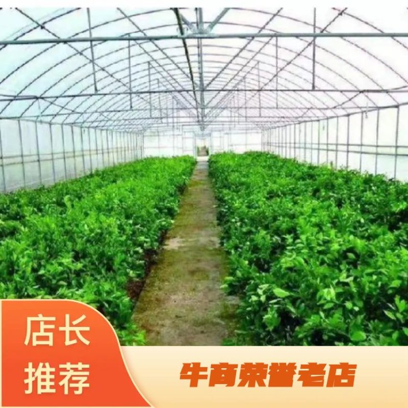 种植大棚大棚配件养殖养猪养牛养鸡