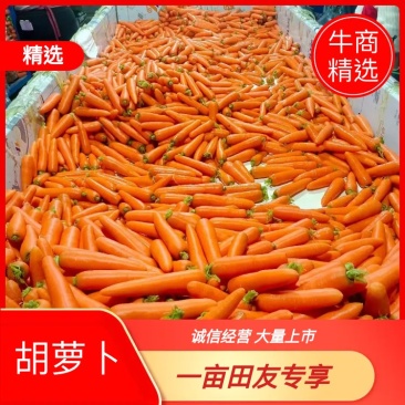胡萝卜大红精品中条，有自己的基地，自己的车间，加工各种包