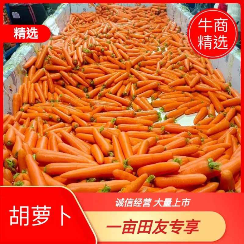 胡萝卜大红精品中条，有自己的基地，自己的车间，加工各种包