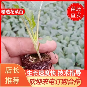 【推荐】优质菜花苗，有机花菜苗秋冬耐寒基地直发，全国发货！