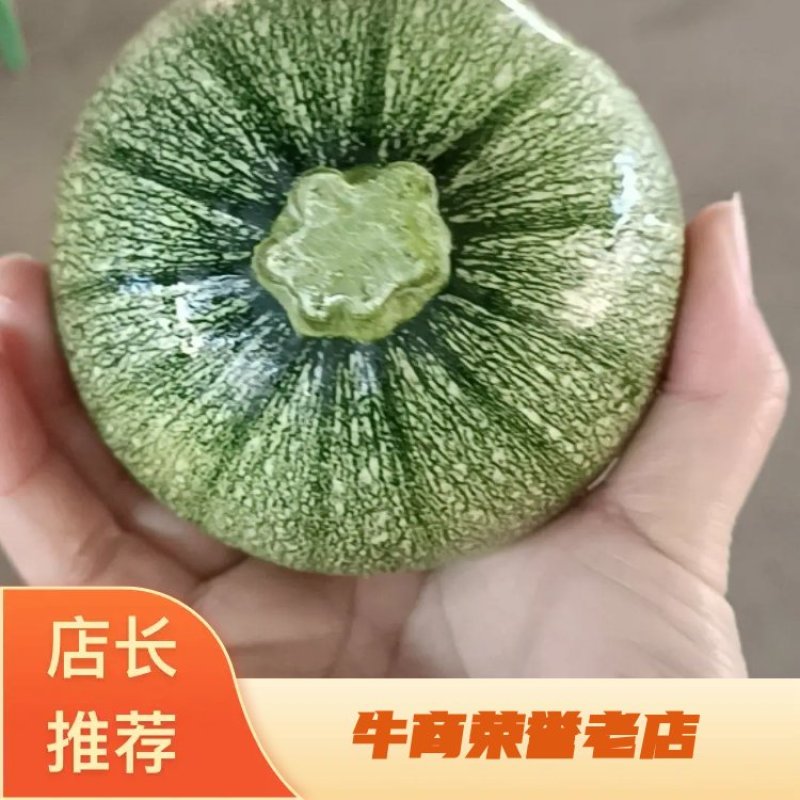 精品鲜嫩小南瓜大量上市中可整车拼车欢迎新老客户咨询