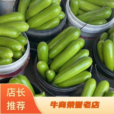 云南西葫芦大量有货产地直发支持各种规格
