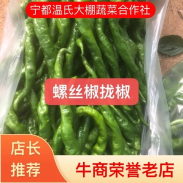 江西宁都软皮螺丝椒（中拢）新苗37/94万亩大棚种植基地