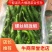 江西宁都软皮螺丝椒（中拢）新苗37/94万亩大棚种植基地