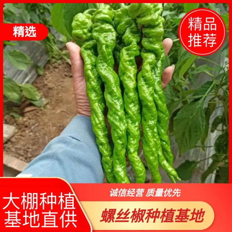 江西宁都软螺丝椒，37/94万亩蔬菜种植基螺丝椒代办销售