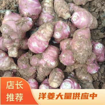 河南精品洋姜品质菊芋量大质优一手货源菊芋价格优惠
