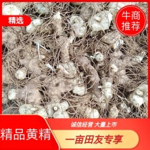 百亩黄精基地三年生块茎苗，有精湛的种植技术诚信经营