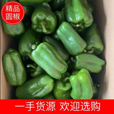 福建漳州诏安甜椒太空椒圆椒方椒有需要做原料的可以联系。