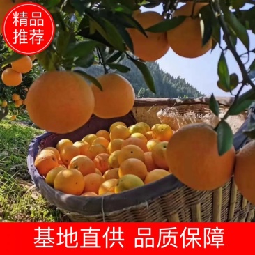 湖北精品纽荷尔脐橙一件代办品质保证量大从优欢迎联系