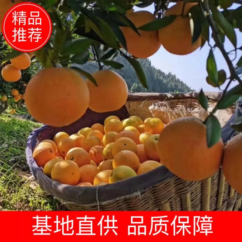 湖北精品纽荷尔脐橙一件代办品质保证量大从优欢迎联系