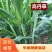 【有好货】高丹草种子进口牧草种子猪牛羊鱼草高产草籽