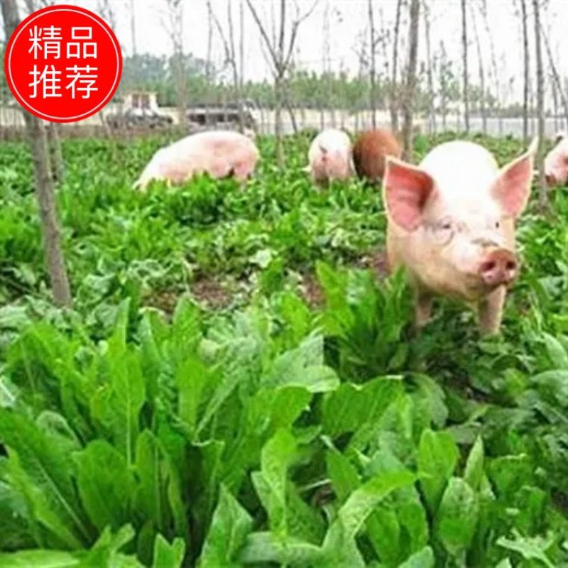 进口大叶菊苣种子猪牛羊鸡鸭鹅兔鱼多年生四季牧草种子将军种