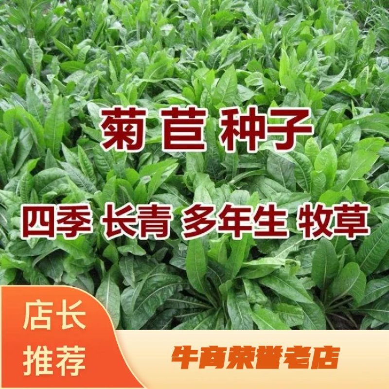 进口大叶菊苣种子猪牛羊鸡鸭鹅兔鱼多年生四季牧草种子将军种