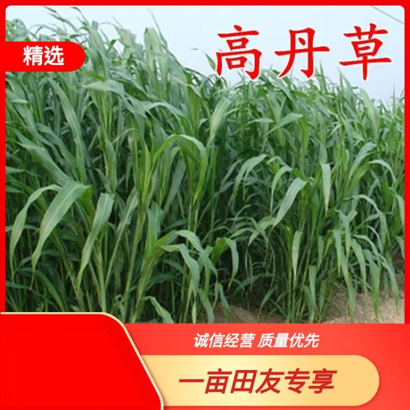 【有好货】高丹草种子进口牧草种子猪牛羊鱼草高产草籽