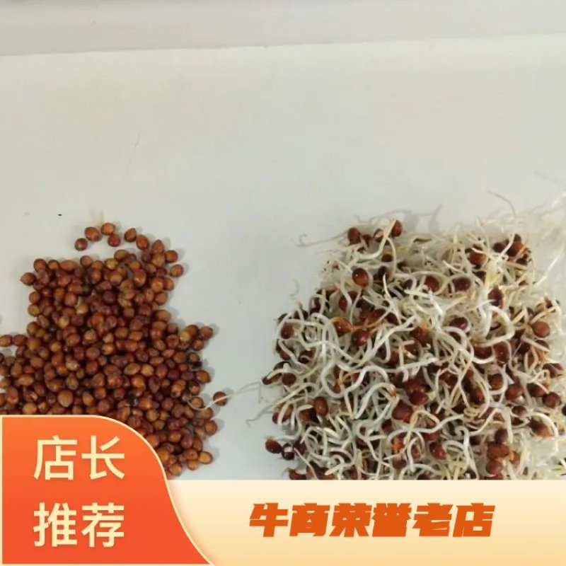 【有好货】高丹草种子进口牧草种子猪牛羊鱼草高产草籽