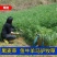 进口四倍体耐寒耐旱牧草种子宽叶多年生黑麦草种子