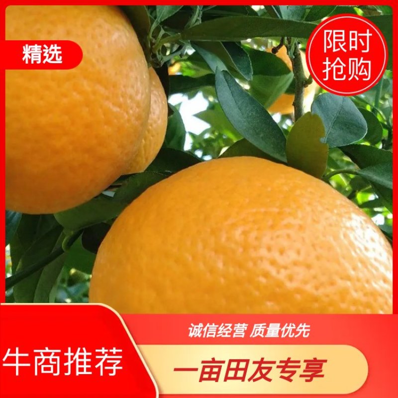 云南早熟皇帝柑，又名贡柑上市了，期待与您共享