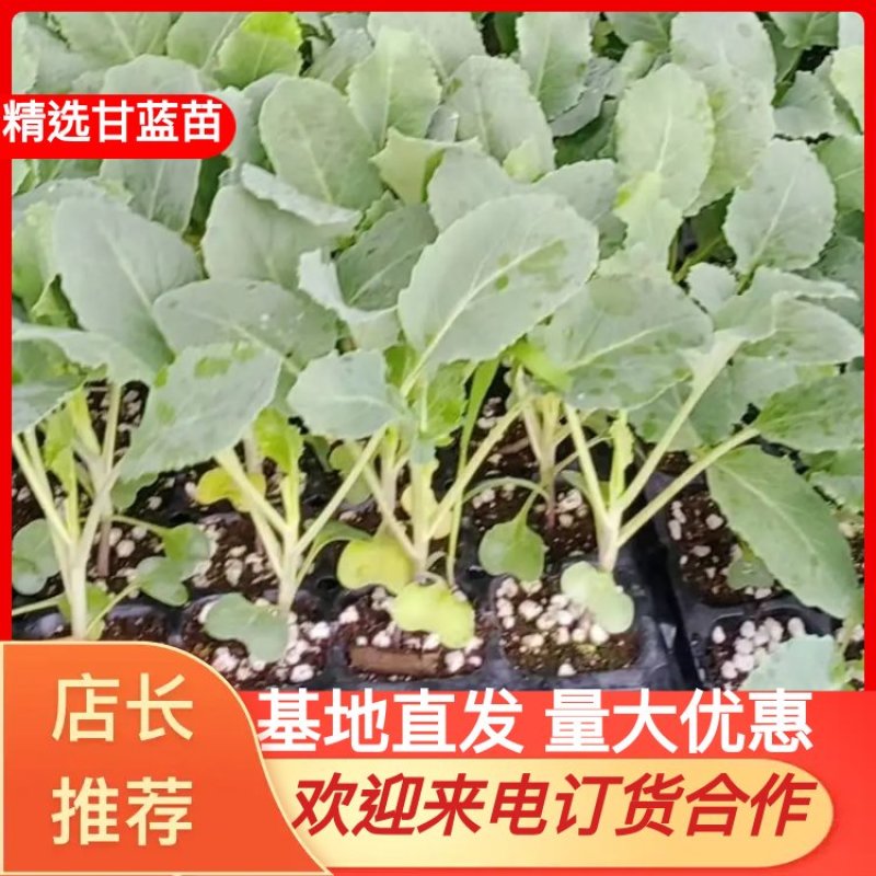 精品甘蓝苗品质好苗场直发成活率高量大价优欢迎订购