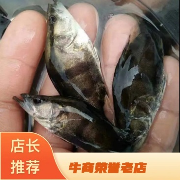 桂花鱼苗,鳜鱼,渔场直供,技术指导,量大优惠,存活率保障