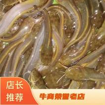 塘角鱼苗，土塘鲺，胡子鲶鱼养殖周期短回效快可以高密度养殖