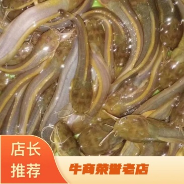 塘角鱼苗,土塘鲺,胡子鲶鱼养殖周期短回效快可以高密度养殖