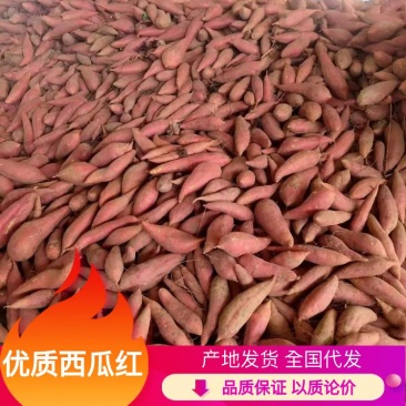 河南开封祥符区红薯西瓜红蜜薯红心蜜薯产地直发