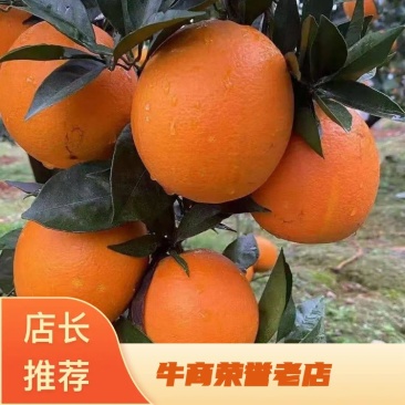 [推荐]湖南麻阳纽荷尔脐橙。产地直销，对接电商批发商。