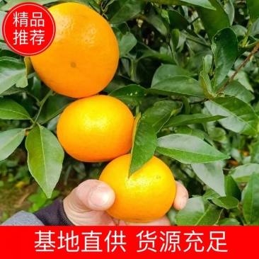 柑橘广东精品沃柑货源充足承接电商团品质保障欢迎电联