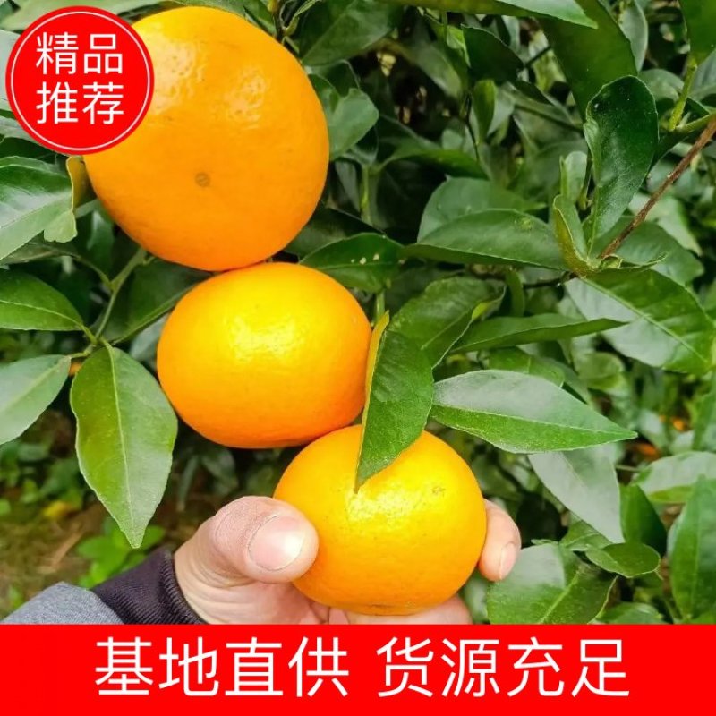 柑橘广东精品沃柑货源充足承接电商团品质保障欢迎电联