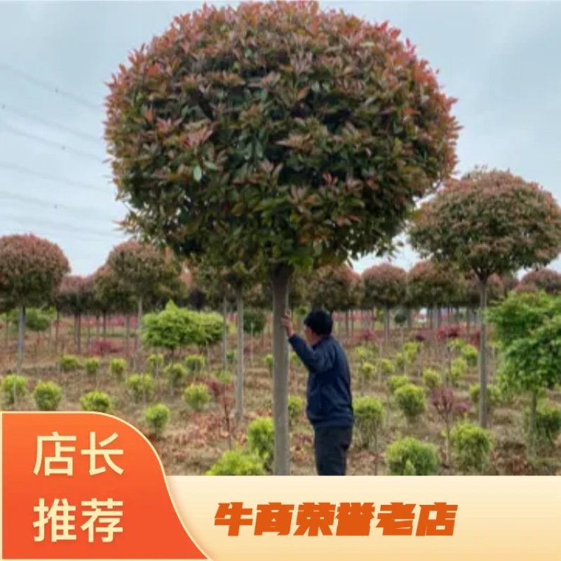【当季热卖】红叶石楠树品相精美提供装车质量保证