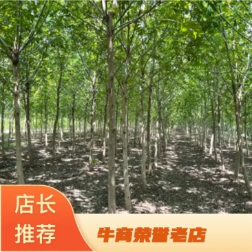 元宝树又名枫杨树1至20公分，全国发货，绿化环境，质量保证