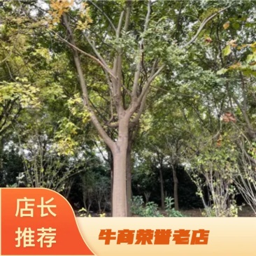 精品朴树大小规格齐全,全国发货!量大优惠!
