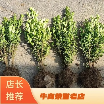 精品小叶黄杨杯苗小叶黄杨小叶黄杨篱等欢迎下单咨询