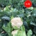 有机花菜松花菜量大，品质保障，价格优惠，大棚精品陆续上市