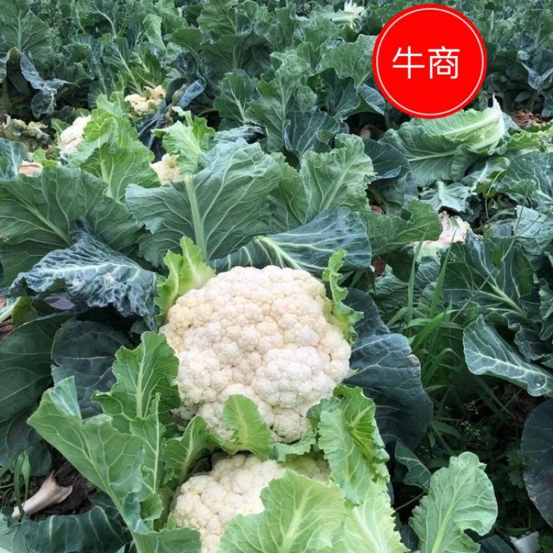 有机花菜松花菜量大，品质保障，价格优惠，大棚精品陆续上市