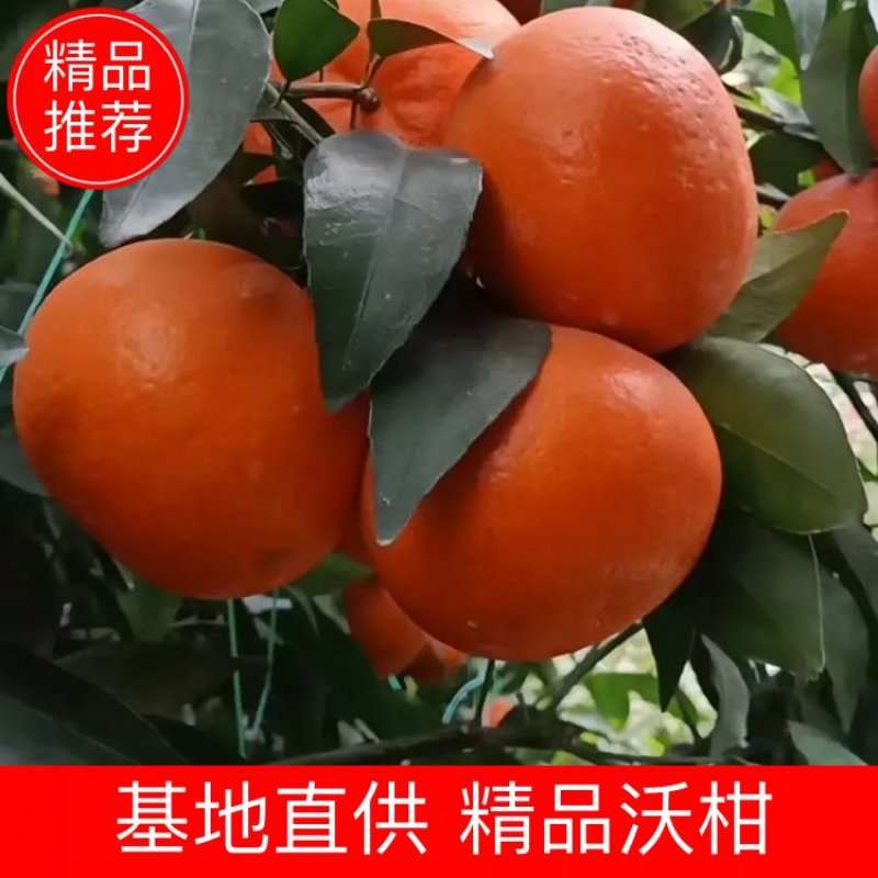 沃柑砂糖桔甜度够电商一件代发实力代办原产地直供