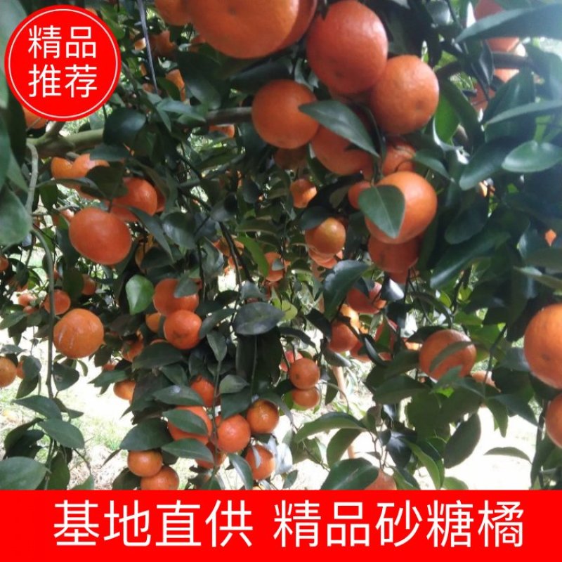 正宗砂糖桔代办代发电商平台市场有打腊厂一条龙服务