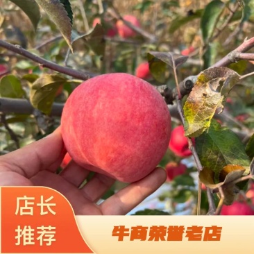 辽宁苹果代办代发寒富苹果代办代发辽宁苹果批发价格