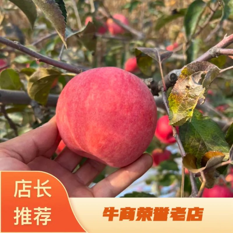 辽宁苹果代办代发寒富苹果代办代发辽宁苹果批发价格