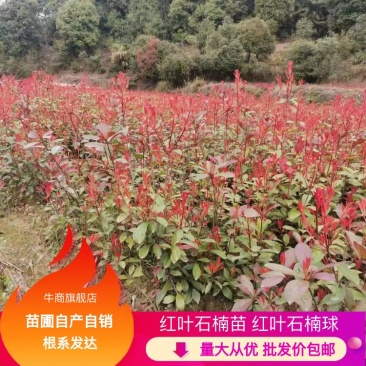 【价格美丽】红叶石楠苗；红叶石楠球批发价包邮