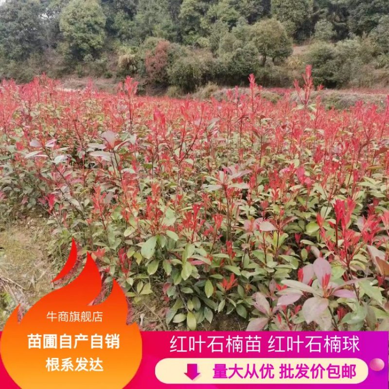 【价格美丽】红叶石楠苗；红叶石楠球批发价包邮