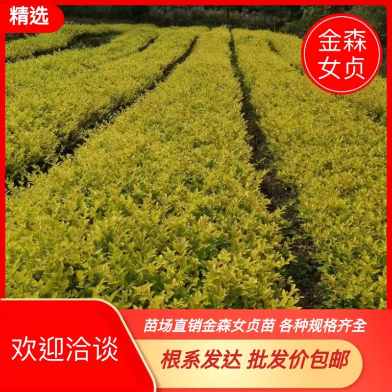 【推荐】金森女贞金森女贞苗地苗绿化苗木量大从优